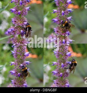 Bumblebee impollinare i fiori viola in quattro fasi Foto Stock