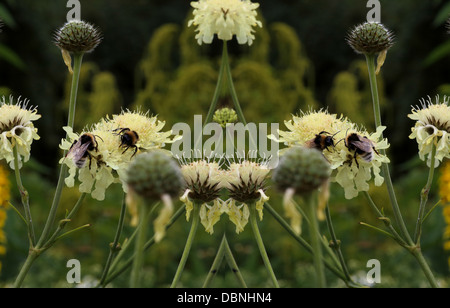 I Bombi impollinatori giallo pallido fiori Foto Stock