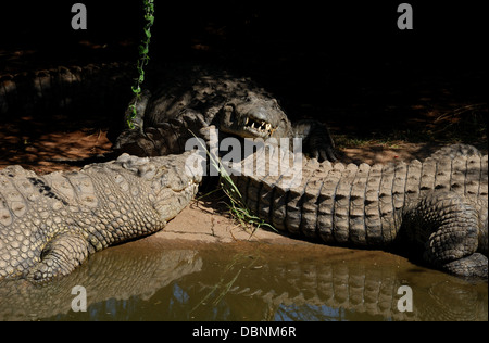 Il coccodrillo a Sun City Riserva, Sud Africa. Foto Stock