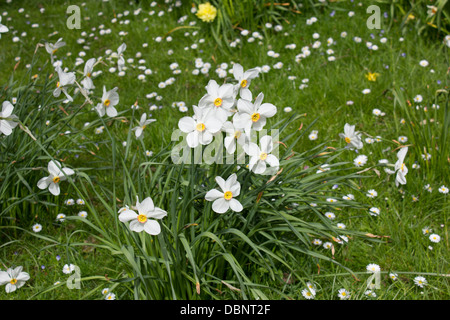 Narcisi fagiano occhio in erba Foto Stock
