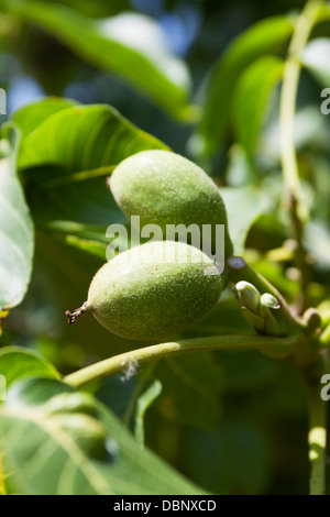 Verde Inglese o noci comuni (Juglans regia) su un soleggiato tree. Foto Stock