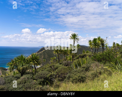 Dh Cape Reinga NUOVA ZELANDA palme Manuka tea tree bush scrub penisola Aupouri Foto Stock