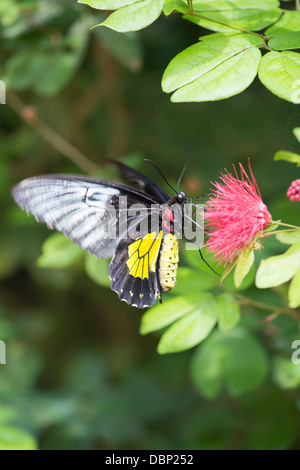 Cuore del bestiame butterfly close up Foto Stock