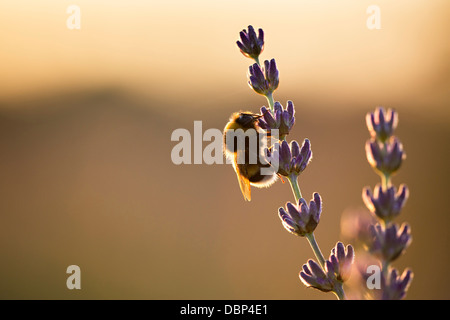 Bumblebee nel campo di lavanda, isola Hvar, Croazia, Europa Foto Stock