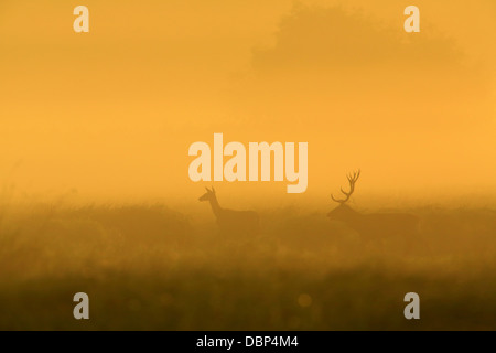 Feste di addio al celibato e cervi di Sunrise Foto Stock