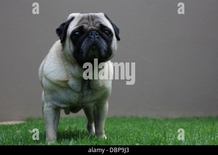 Adorabile pug beige all'aperto su erba verde con una parete in background Foto Stock