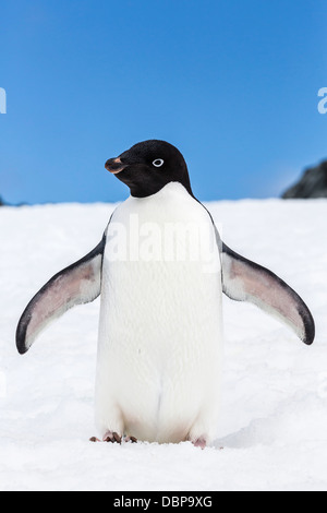 Adelie penguin (Pygoscelis adeliae), Torgersen Isola, Penisola Antartica, Antartide, regioni polari Foto Stock