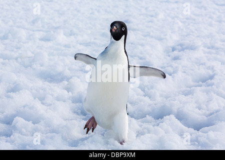 Adelie penguin (Pygoscelis adeliae), Torgersen Isola, Penisola Antartica, Antartide, regioni polari Foto Stock