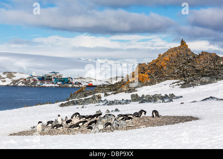 Adelie Pinguini (Pygoscelis adeliae), Torgersen Isola, Penisola Antartica, Antartide, regioni polari Foto Stock