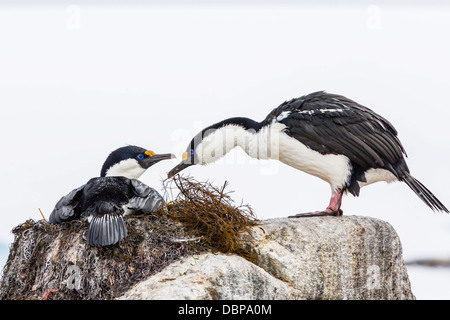 Adulto shags Antartico (Phalacrocorax (atriceps) bransfieldensis), l'allevamento di colonia su Jougla Point, Isola Weincke, Antartide Foto Stock