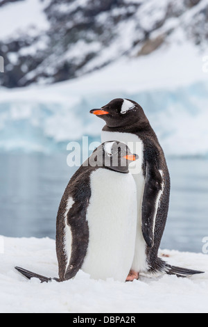 Adulto pinguini Gentoo (Pygoscelis papua), Neko Harbour, l'Antartide, oceano meridionale, regioni polari Foto Stock