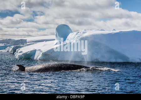 Antartico Minke whale (Balaenoptera bonaerensis), stand isola, Antartide, oceano meridionale, regioni polari Foto Stock