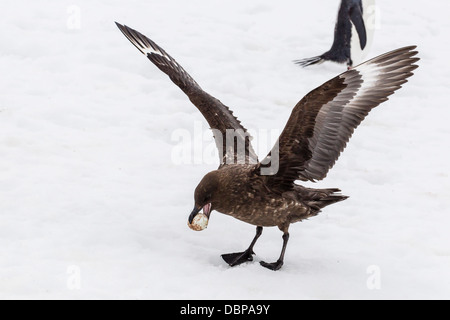 Adulto skua Antartico (Catharacta spp) ruba un uovo di pinguino dal suo genitore, isola Aitcho, a sud le isole Shetland, Antartide Foto Stock