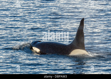 Digitare una balena killer (Orcinus orca) bull, viaggiare e socializzare in stretto di Gerlache vicino alla penisola antartica Foto Stock