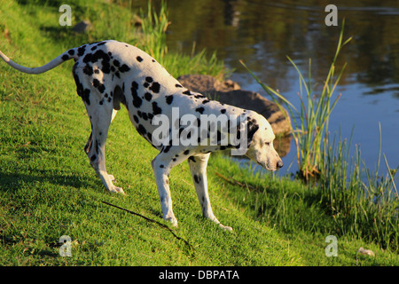 Curioso di Dalmata esplora le acque a bordo di una diga di stazionamento Foto Stock