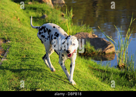 Curioso restituisce dalmata da esplorare le acque a bordo di una diga di stazionamento Foto Stock