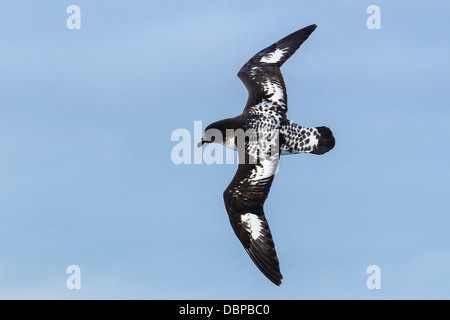 Capo adulto (pintado) petrel (Daption capense) in volo, passaggio di Drake, Antartide, oceano meridionale, regioni polari Foto Stock