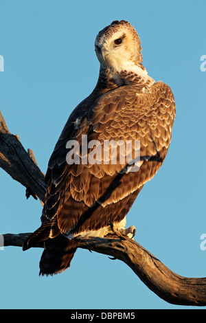 Marziale immaturi eagle (Polemaetus bellicosus) appollaiato su un ramo, Sud Africa Foto Stock