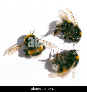 Tre morti api su sfondo bianco. Foto Stock