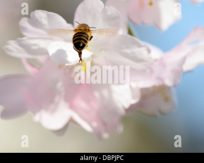 Flying bee prossimo al bianco fiori ciliegio Foto Stock