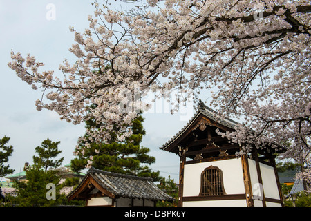 Santuario sotto la fioritura dei ciliegi nel Geisha quartiere di Gion, Kyoto, Giappone, Asia Foto Stock