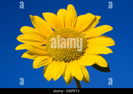 Helianthus annuus. Un singolo girasole contro un cielo blu. Foto Stock