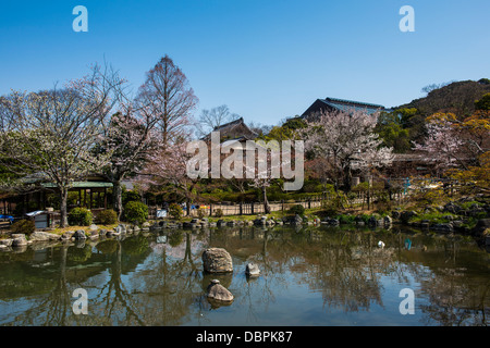 La fioritura dei ciliegi nel Parco Maruyama-Koen, Kyoto, Giappone, Asia Foto Stock