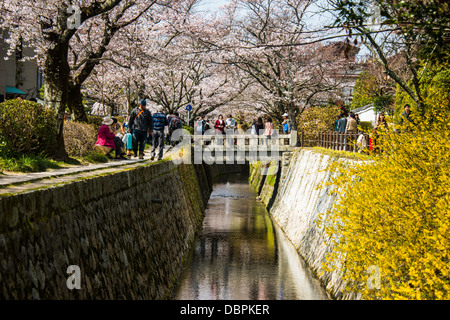 La fioritura dei ciliegi in Via dei Filosofi, Kyoto, Giappone, Asia Foto Stock