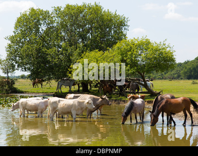 Le mucche e i pony acqua potabile al lago di New Forest Hampshire Inghilterra Foto Stock