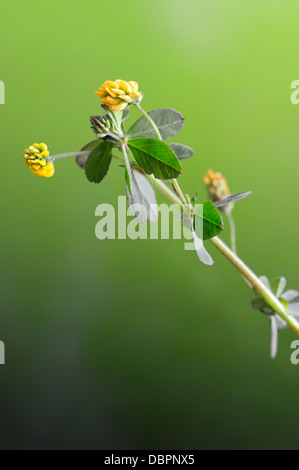 La luppolina, Medicago lupulina, verticale ritratto di fiori gialli con bello sfondo outfocus. Foto Stock