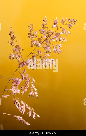 Yorkshire nebbia erbe, Holcus lanatus, ritratto di testa marrone fiori con bella fuori fuoco sfondo. Foto Stock