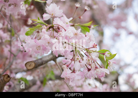 Primavera rosa fiori di ciliegio in Giappone, il santuario Yasaka vicino al Parco di Maruyama, Kyoto Foto Stock