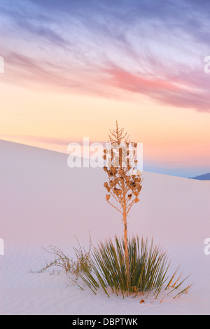 White Sands National Monument, vicino Alamagordo, Nuovo Messico, parte del deserto del Chihuahuan. Foto Stock