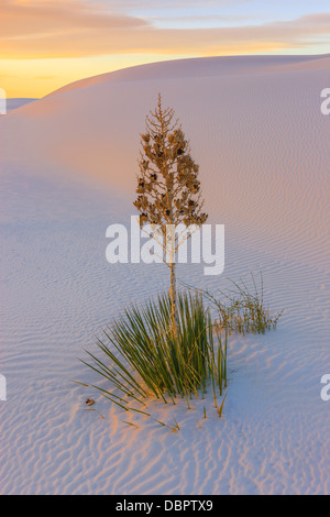 White Sands National Monument, vicino Alamagordo, Nuovo Messico, parte del deserto del Chihuahuan. Foto Stock