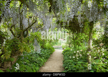Percorso giardino sotto una pergola intrecciata con la fioritura Wisteria entro il giardino murato di Rousham House, Oxfordshire, Inghilterra Foto Stock