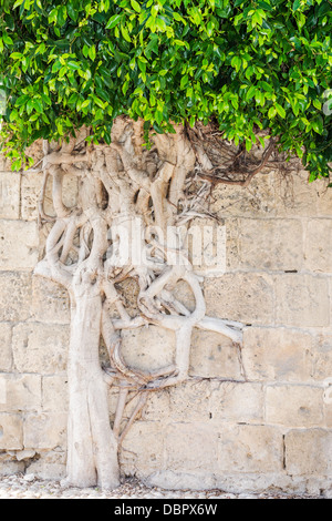 Forza della natura - sete di vita Foto Stock