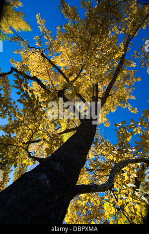 Autumn Tree con bright foglie gialle visto dal di sotto. Calgary, Alberta, Canada. Foto Stock