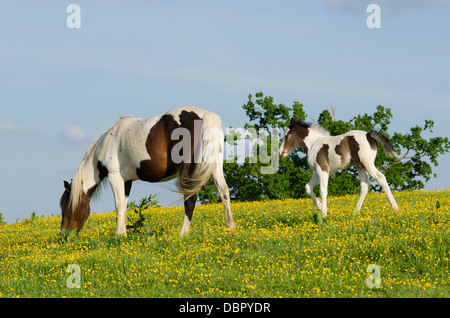 Mare è Cob x Appaloosa, puledro è mare attraversati con il gallese sezione D, due mesi. Nel campo della Renoncules in giugno. Sussex, Regno Unito. Foto Stock