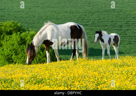 Mare è Cob x Appaloosa, puledro è mare attraversati con il gallese sezione D, due mesi. Nel campo della Renoncules in giugno. Sussex, Regno Unito. Foto Stock