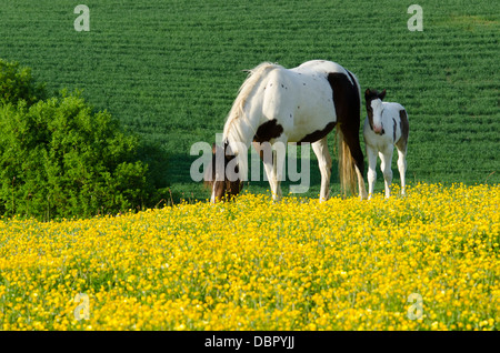 Mare è Cob x Appaloosa, puledro è mare attraversati con il gallese sezione D, due mesi. Nel campo della Renoncules in giugno. Sussex, Regno Unito. Foto Stock