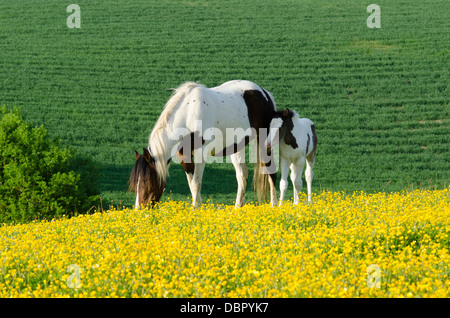 Mare è Cob x Appaloosa, puledro è mare attraversati con il gallese sezione D, due mesi. Nel campo della Renoncules in giugno. Sussex, Regno Unito. Foto Stock