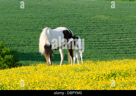 Mare è Cob x Appaloosa, puledro è mare attraversati con il gallese sezione D, due mesi. Nel campo della Renoncules in giugno. Sussex, Regno Unito. Foto Stock