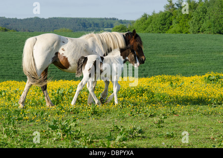 Mare è Cob x Appaloosa, puledro è mare attraversati con il gallese sezione D, due mesi. Nel campo della Renoncules in giugno. Sussex, Regno Unito. Foto Stock