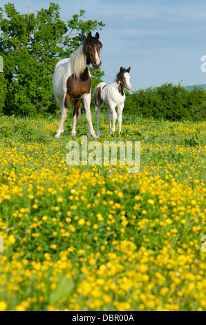 Mare è Cob x Appaloosa, puledro è mare attraversati con il gallese sezione D, due mesi. Nel campo della Renoncules in giugno. Sussex, Regno Unito. Foto Stock