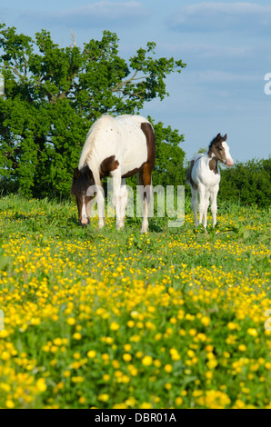 Mare è Cob x Appaloosa, puledro è mare attraversati con il gallese sezione D, due mesi. Nel campo della Renoncules in giugno. Sussex, Regno Unito. Foto Stock