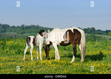 Mare è Cob x Appaloosa, puledro è mare attraversati con il gallese sezione D, due mesi. Nel campo della Renoncules in giugno. Sussex, Regno Unito. Foto Stock