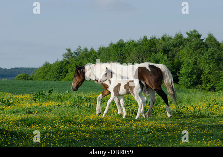 Mare è Cob x Appaloosa, puledro è mare attraversati con il gallese sezione D, due mesi. Nel campo della Renoncules in giugno. Sussex, Regno Unito. Foto Stock