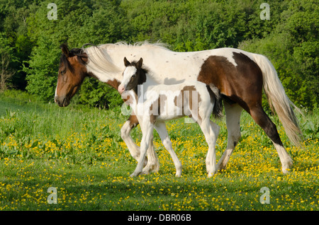 Mare è Cob x Appaloosa, puledro è mare attraversati con il gallese sezione D, due mesi. Nel campo della Renoncules in giugno. Sussex, Regno Unito. Foto Stock