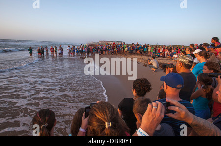 I turisti guardare appena schiuse Kemp's ridley le tartarughe di mare sono rilasciati nel Golfo del Messico. Foto Stock