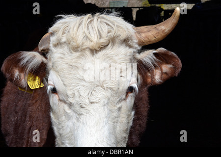 Una vacca guardando fuori dal capannone su un luminoso giorno. Foto Stock